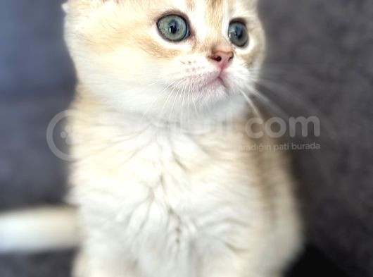 Saf Kan British Shorthair Golden görsel
