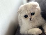 Saf Kan Scottish Fold