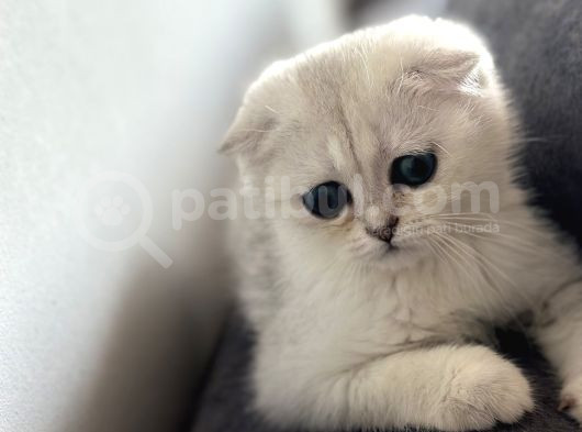 Saf Kan Scottish Fold görsel