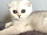 Saf Kan Scottish Fold