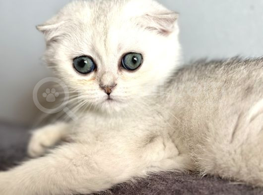 Saf Kan Scottish Fold görsel