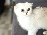 Saf Kan Scottish Fold