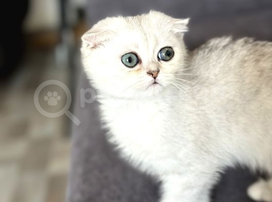 Saf Kan Scottish Fold görsel