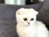 Saf kan scottish fold