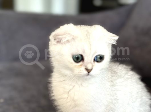 Saf Kan Scottish Fold