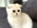 Saf Kan Scottish Fold