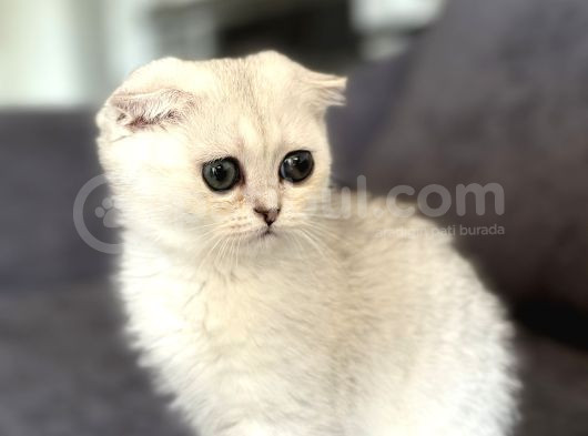 Saf Kan Scottish Fold görsel