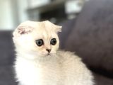 Saf Kan Scottish Fold