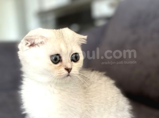 Saf Kan Scottish Fold görsel