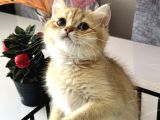 Saf Kan British Shorthair Golden