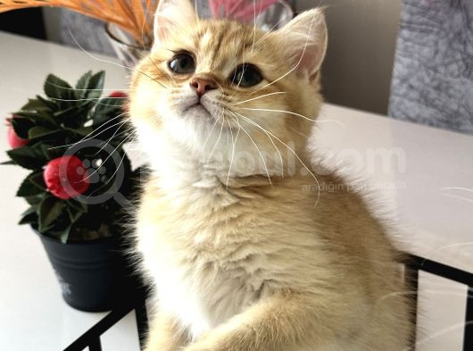 Saf Kan British Shorthair Golden görsel