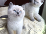 Anne altınsan safkan blue pointleriniz