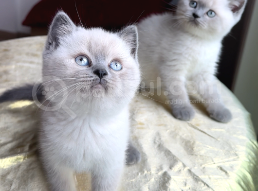 Anne Altınsan Safkan Blue Pointleriniz