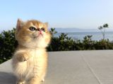 Brıstısh golden shorthair