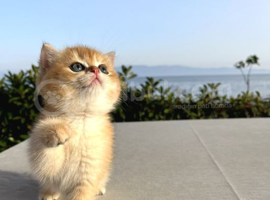 Brıstısh Golden Shorthair