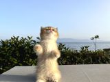 Brıstısh Golden Shorthair