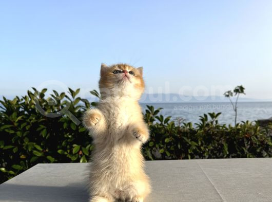 Brıstısh Golden Shorthair görsel