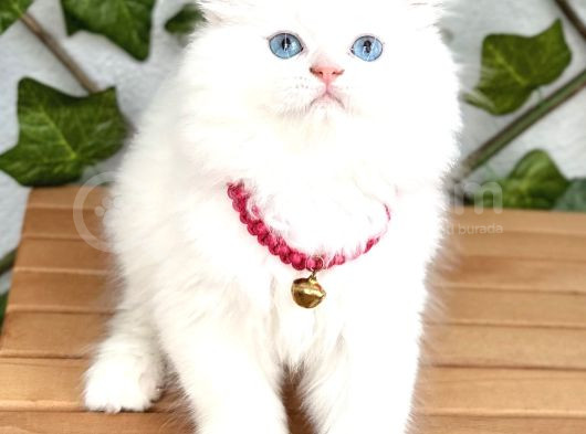 Yakışıklımı Yakışıklı Karbeyazı Mavişimiz görsel