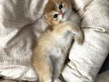 Brıstısh Golden Shorthair