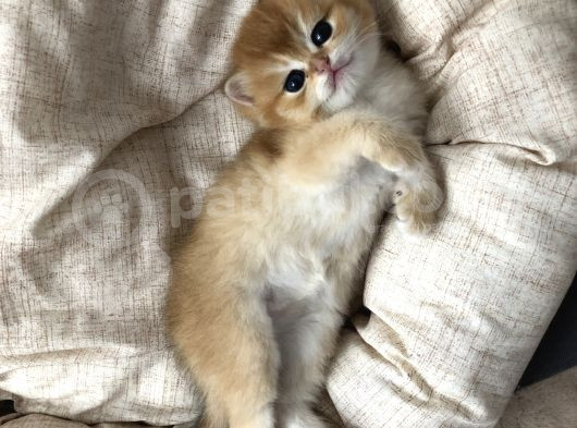 Brıstısh Golden Shorthair görsel