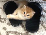 Brıstısh Golden Shorthair
