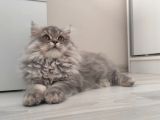 British Longhair Bebekler
