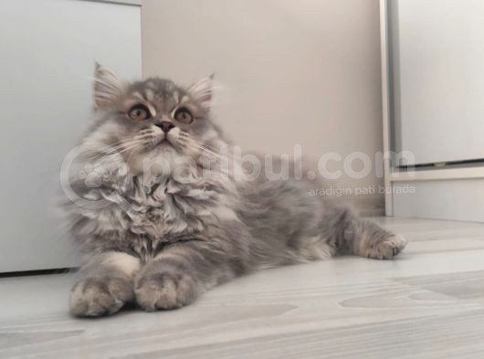 British Longhair Bebekler görsel