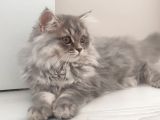 British Longhair Bebekler