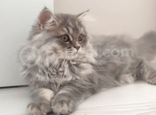 British Longhair Bebekler