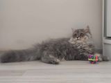 British Longhair Bebekler