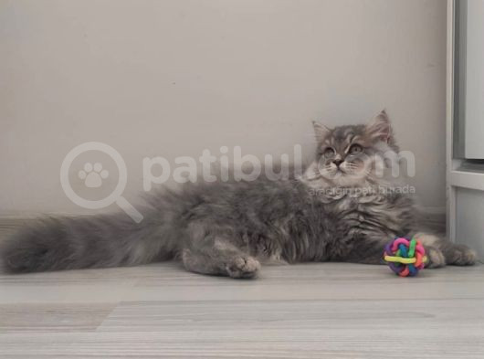 British Longhair Bebekler görsel