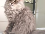 British Longhair Bebekler