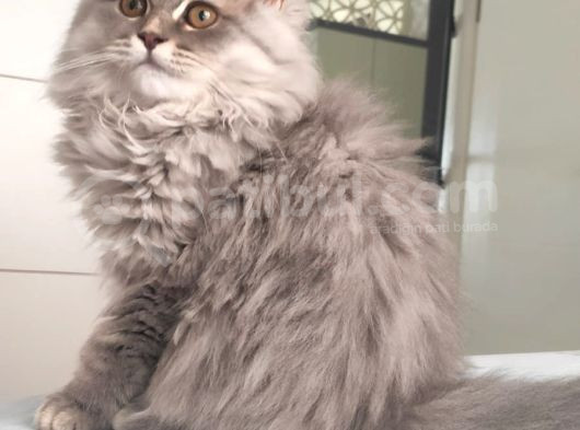 British Longhair Bebekler görsel