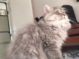 British Longhair Bebekler