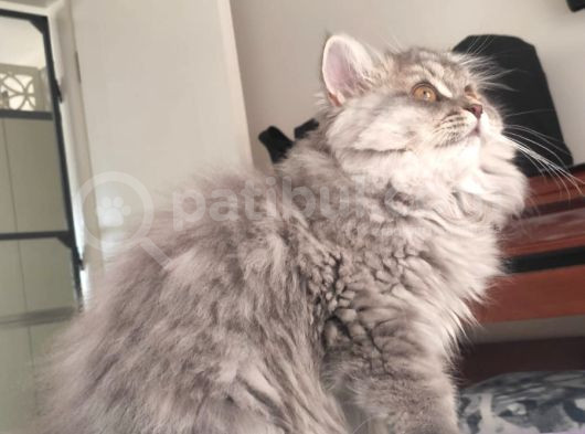 British Longhair Bebekler görsel