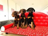 Birinci Sınıf Doberman Yavrularımız