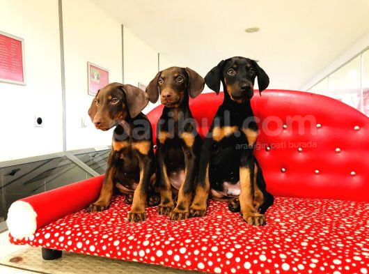 Birinci Sınıf Doberman Yavrularımız