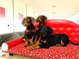 Birinci Sınıf Doberman Yavrularımız