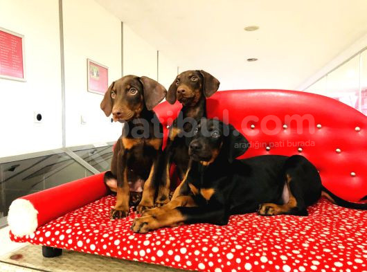 Birinci Sınıf Doberman Yavrularımız görsel