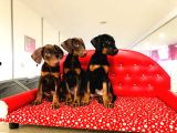 Birinci Sınıf Doberman Yavrularımız