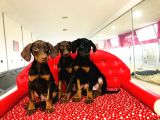 Birinci Sınıf Doberman Yavrularımız