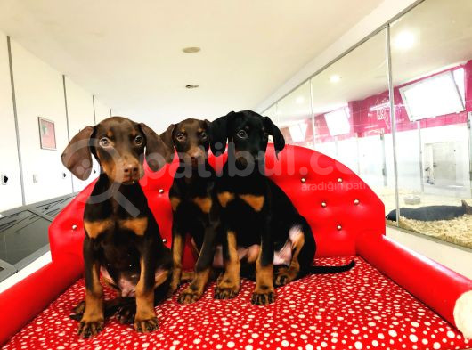 Birinci Sınıf Doberman Yavrularımız görsel