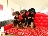 Birinci Sınıf Doberman Yavrularımız