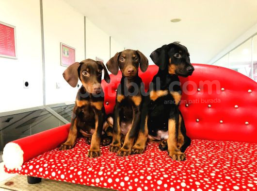 Birinci Sınıf Doberman Yavrularımız görsel