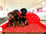 Birinci Sınıf Doberman Yavrularımız