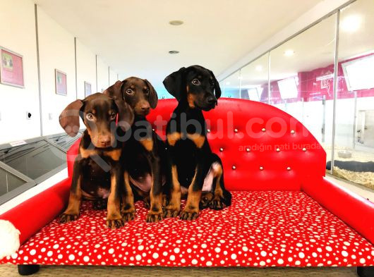 Birinci Sınıf Doberman Yavrularımız görsel