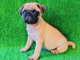 EVİNİZİN YENİ NEŞESİ pUG YAVRULARI