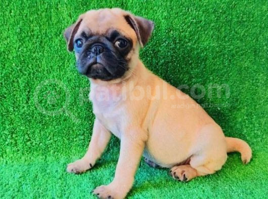 Evi̇ni̇zi̇n Yeni̇ Neşesi̇ Pug Yavrulari