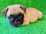 Evi̇ni̇zi̇n Yeni̇ Neşesi̇ Pug Yavrulari