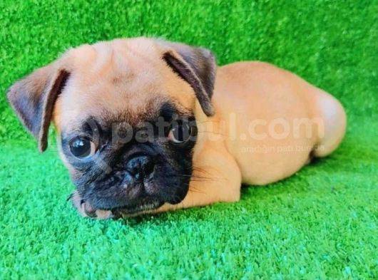 Evi̇ni̇zi̇n Yeni̇ Neşesi̇ Pug Yavrulari görsel